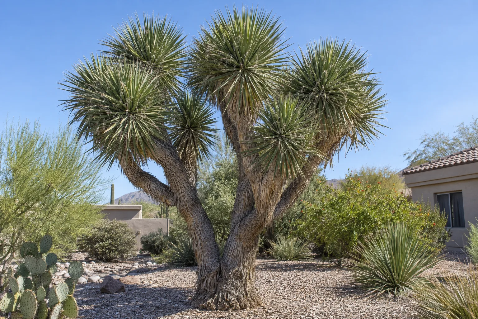 Saint Peters palm yucca tree with a thick branching trunk and dense rosettes of stiff green leaves