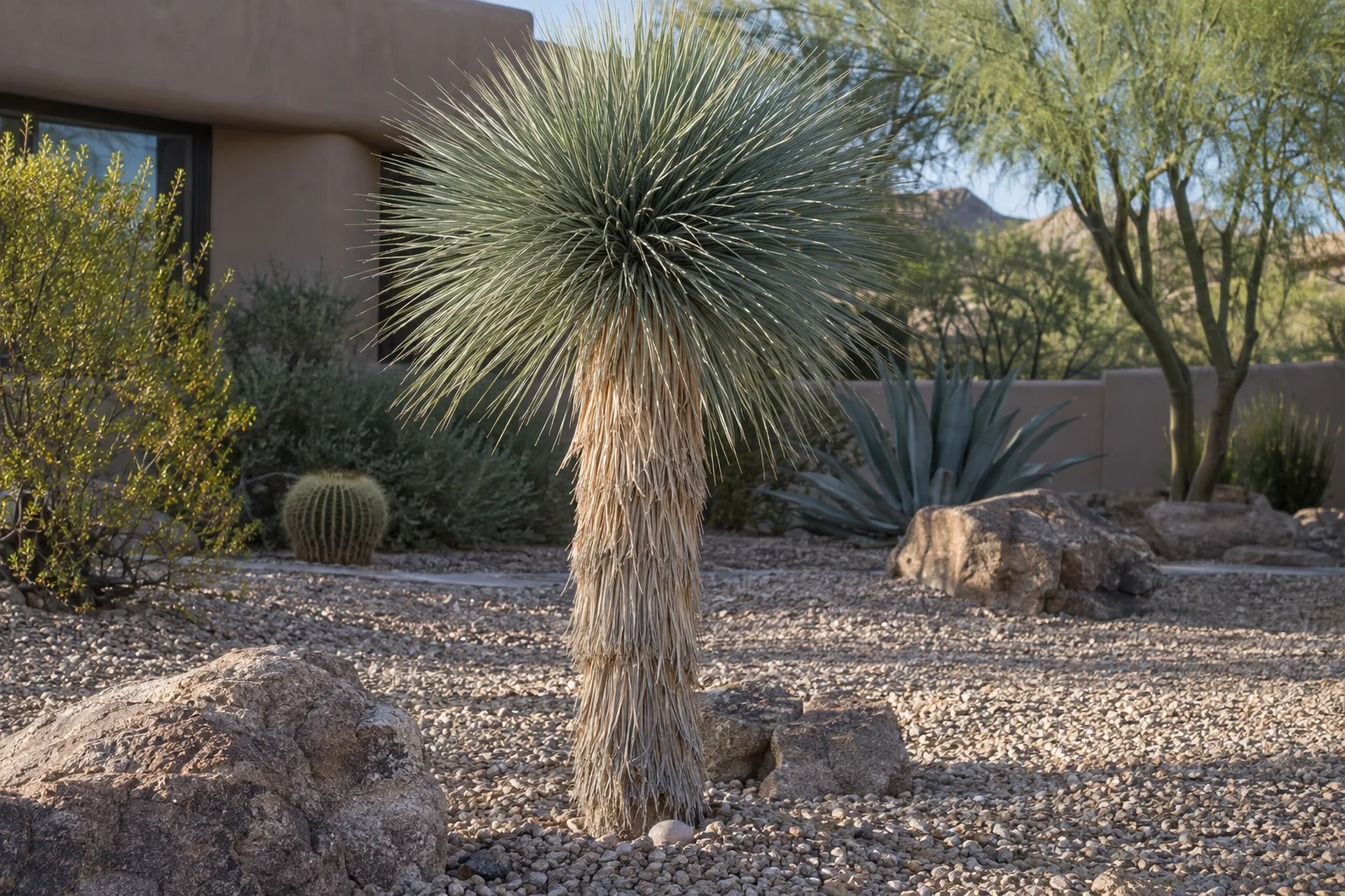 Yucca linearifolia with a rounded crown of very narrow blue-green leaves on a thatched trunk in gravel