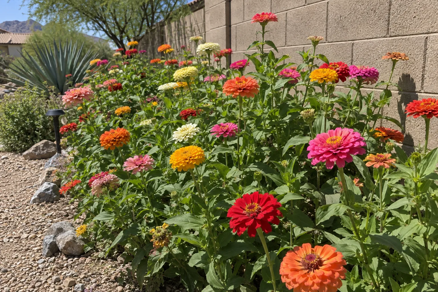 Zinnias in red, orange, pink and yellow blooming in a garden bed