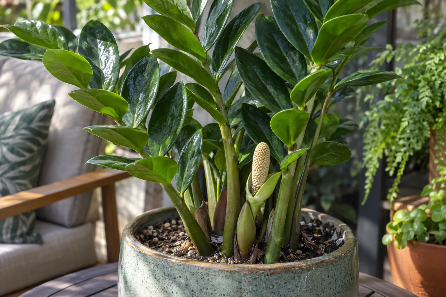 Glossy ZZ plant in a ceramic pot on a wooden side table