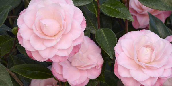 CAM JAP NUCCIO'S PEARL – Desert Horizon Nursery