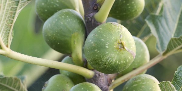 Peters Honey Fig – Desert Horizon Nursery