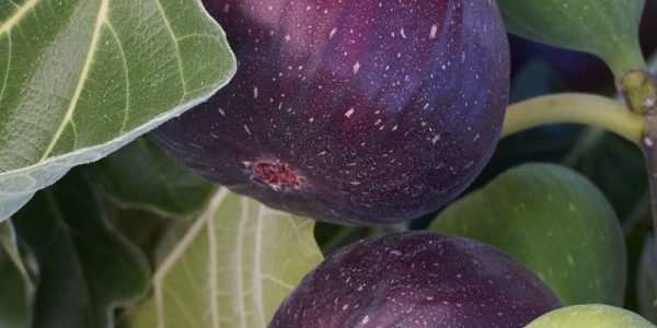 Brown Turkey Fig – Desert Horizon Nursery