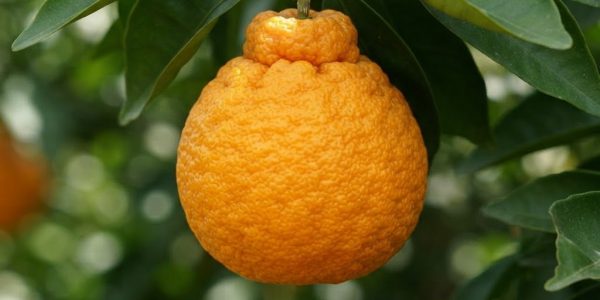 26_gold_nugget_tangerine