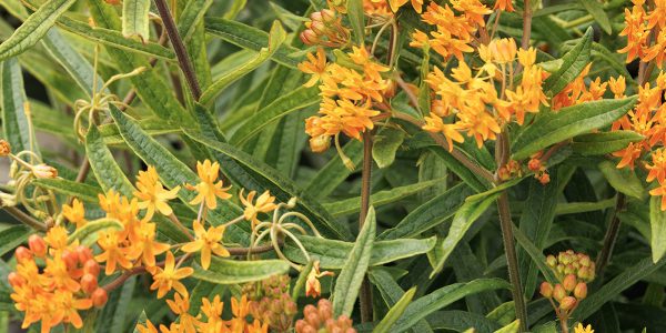 Butterfly Magic Milkweed – Desert Horizon Nursery