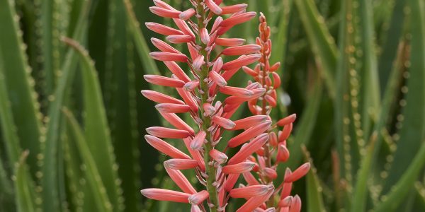 Aloe 'Safari Rose' – Desert Horizon Nursery