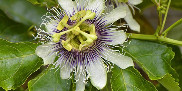 Passion Fruit 'Possum Purple' – Desert Horizon Nursery