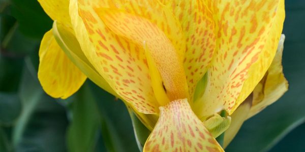 Canna South Pacific Yellow – Desert Horizon Nursery