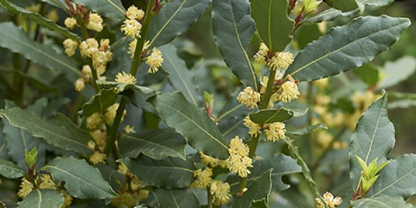 Bay Laurel – Desert Horizon Nursery