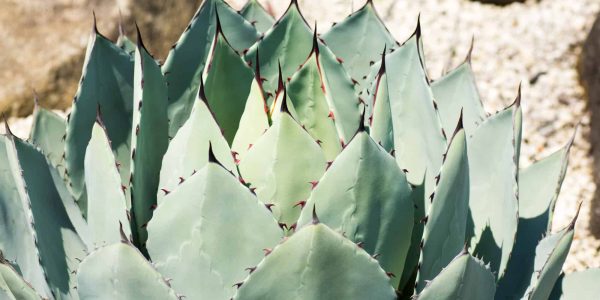 Parry’s Agave – Desert Horizon Nursery