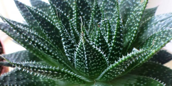Aloe Aristata – Desert Horizon Nursery