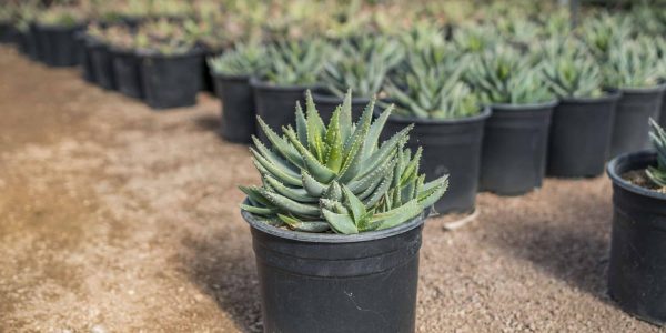 Aloe Brevifolia – Desert Horizon Nursery
