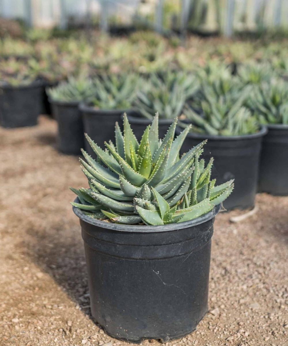 Aloe-Brevifolia-for-sale-at-Desert-Horizon-Nursery-DSC04342.jpg