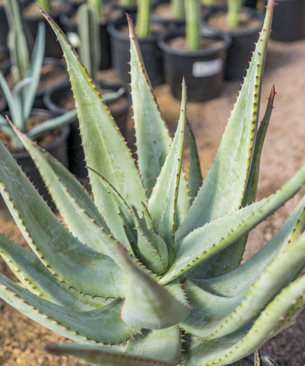 Aloe-Ferox-for-sale-at-Desert-Horizon-Nursery-DSC04346.jpg