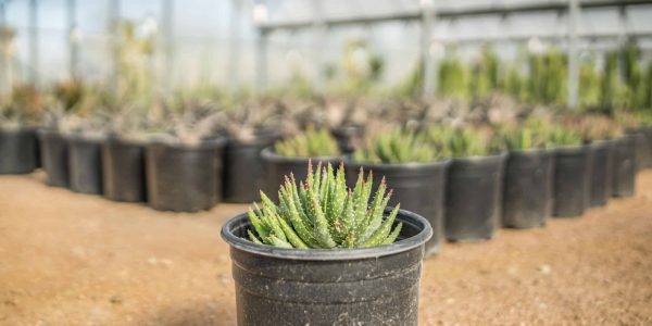 Gold Tooth Aloe – Desert Horizon Nursery