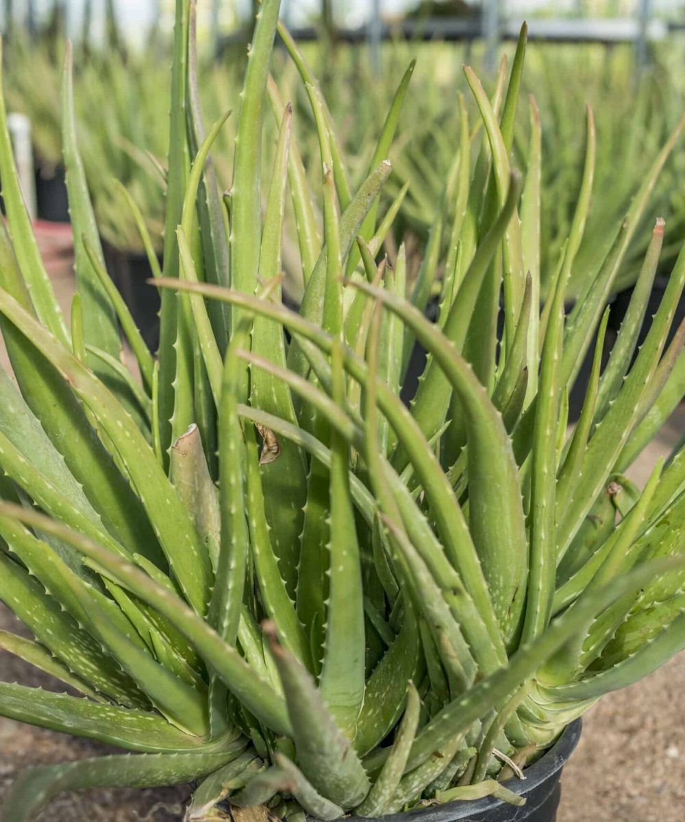 Aloe-Little-Gem-for-sale-at-Desert-Horizon-Nursery-DSC04375.jpg