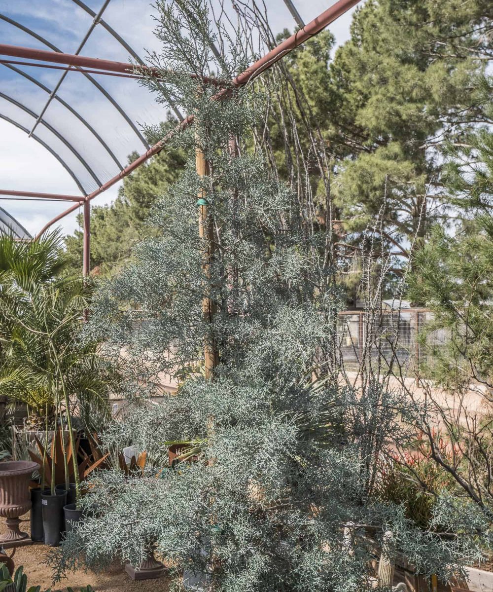 Arizona-Cypress-Cupressus-Glabra-desert-horizon-nursery.jpg
