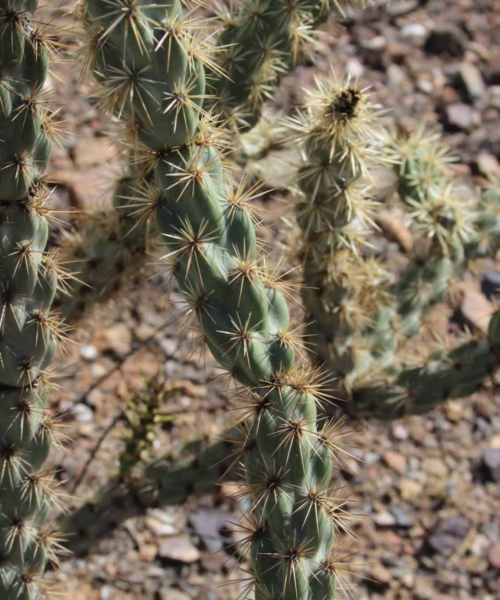 Arizona-Pencil-Cholla-Opuntia-arbuscula-desert-horizon-nursery.jpg