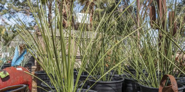 Bear Grass – Desert Horizon Nursery
