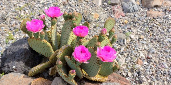 Beavertail Cactus – Desert Horizon Nursery