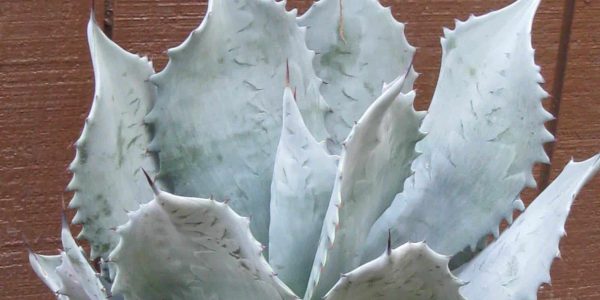 Big Toothed Agave – Desert Horizon Nursery