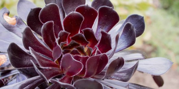 Black Aeonium – Desert Horizon Nursery