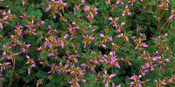 Black Dalea – Desert Horizon Nursery