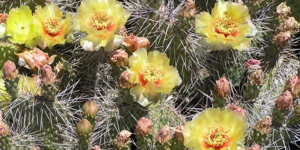 Prickly Pear Black Spine – Desert Horizon Nursery