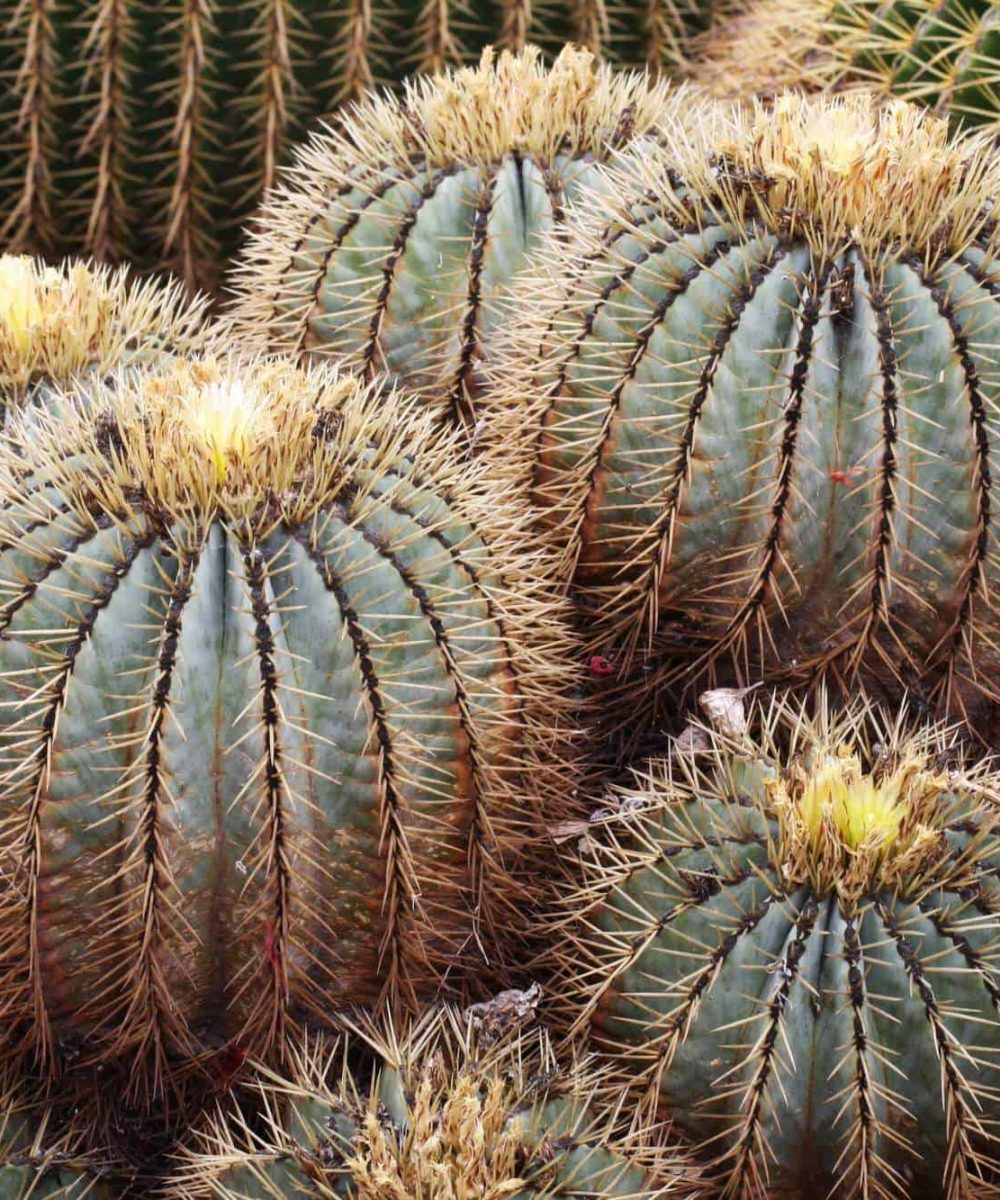 Blue-Barrel-Cactus-Ferocactus-glaucescens-2-desert-horizon-nursery.jpg