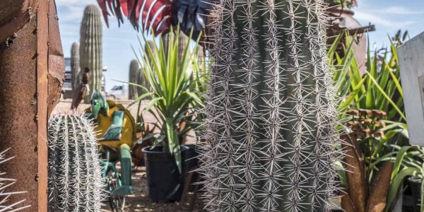Blue Cardon (Mexican Giant Cardon) – Desert Horizon Nursery
