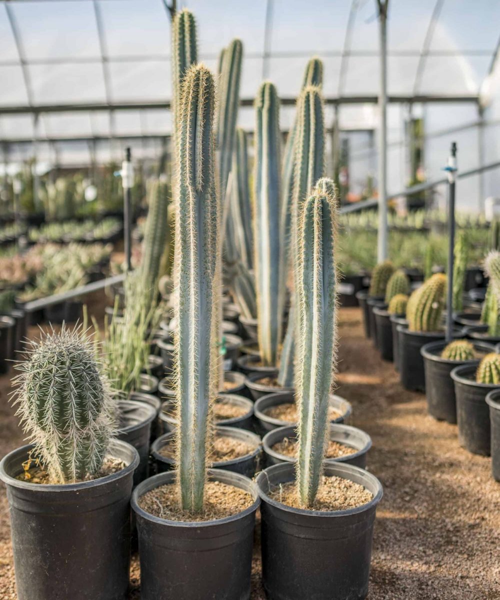 Blue-Columnar-Cactus-for-sale-at-Desert-Horizon-Nursery-DSC04395.jpg