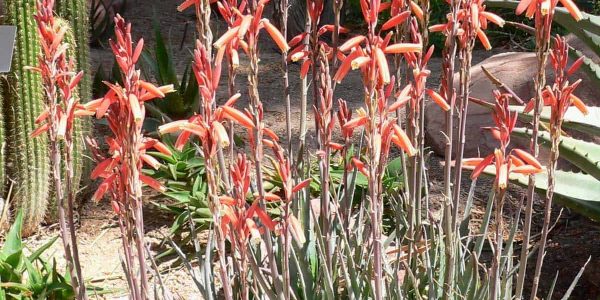 Blue Elf Aloe / Aloe ‘Blue Elf’ – Desert Horizon Nursery