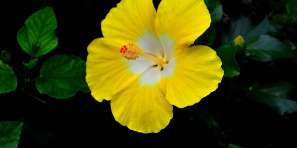 Bonaire Wind Hibiscus – Desert Horizon Nursery