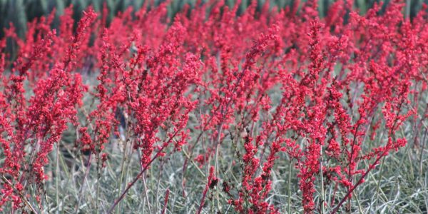 Hesperaloe Brake Lights / Brakelights Red Yucca – Desert Horizon Nursery