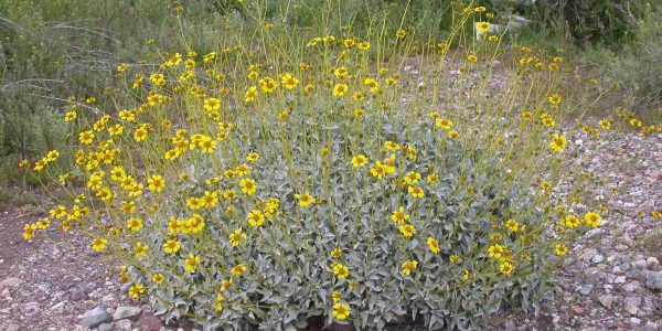 Brittlebush – Desert Horizon Nursery