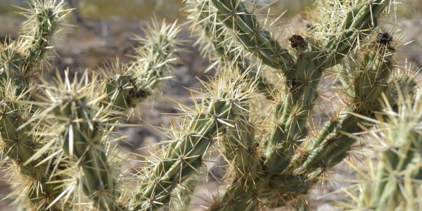 Buckhorn Cholla – Desert Horizon Nursery