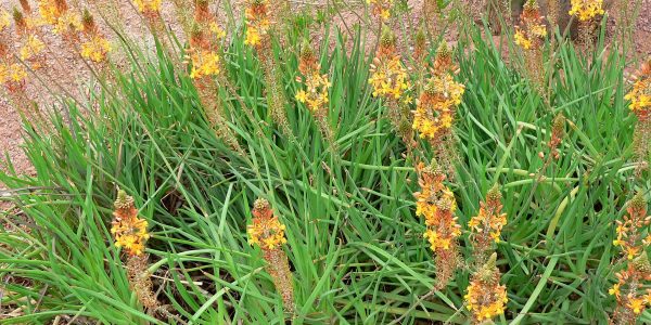 Bulbine – Desert Horizon Nursery