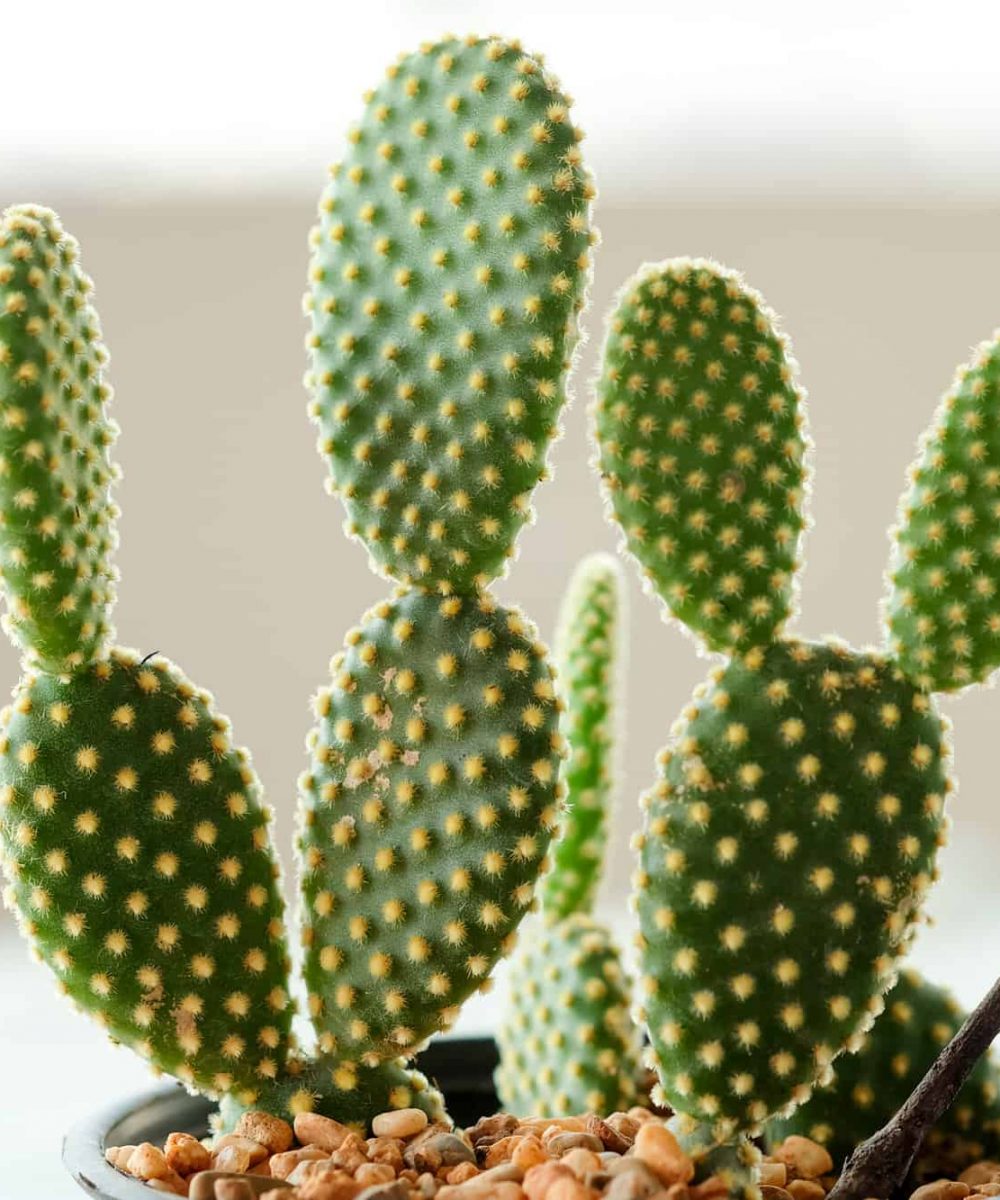 Bunny-Ears-Cactus-Opuntia-microdasys-desert-horizon-nursery.jpg