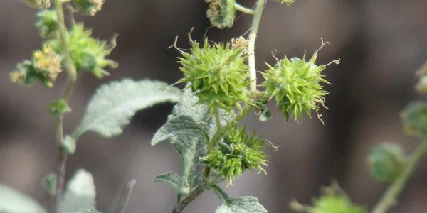 Bursage – Desert Horizon Nursery