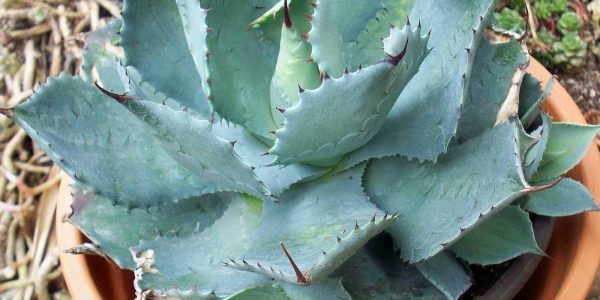 Cameron Blue Agave – Desert Horizon Nursery