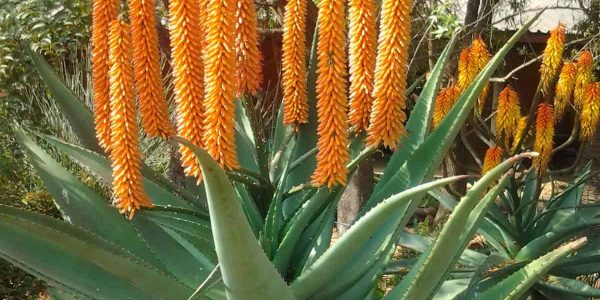 Cape Aloe – Desert Horizon Nursery
