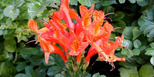 Cape Honeysuckle – Desert Horizon Nursery
