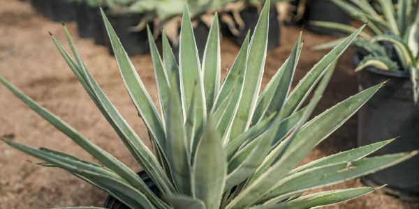 Caribbean Agave (Variegated) – Desert Horizon Nursery