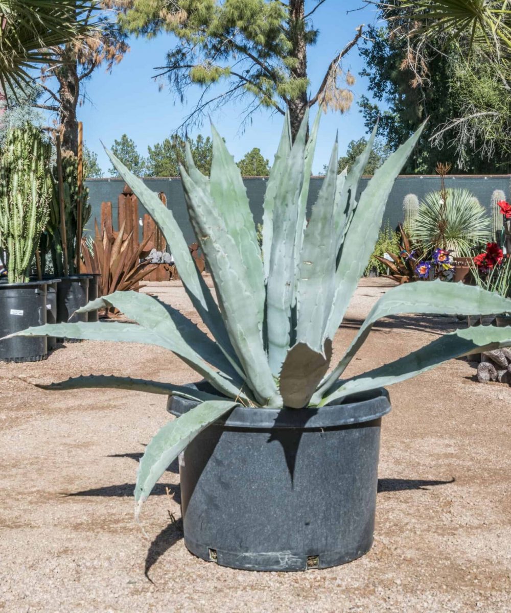 Century-Plant-for-sale-at-Desert-Horizon-Nursery-DSC04251_1.jpg
