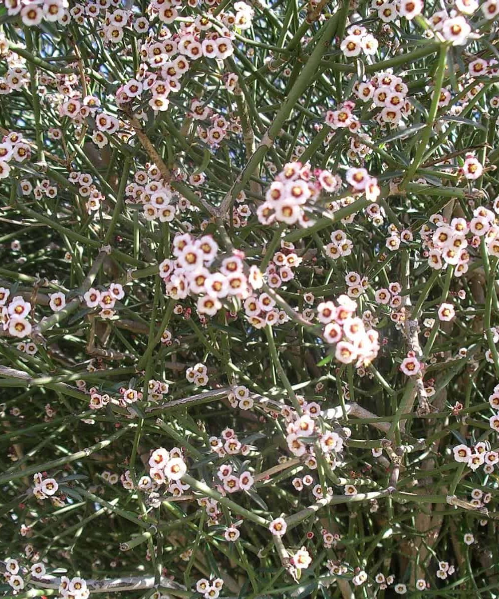 Cherry-Blossom-Euphorbia-euphorbia-Xantii-desert-horizon-nursery.jpg