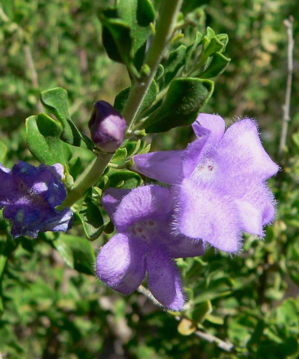 Chihuahuan-Sage-Leucophyllum-Laevigatum-desert-horizon-nursery.jpg