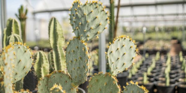 Cow Blinder – Desert Horizon Nursery