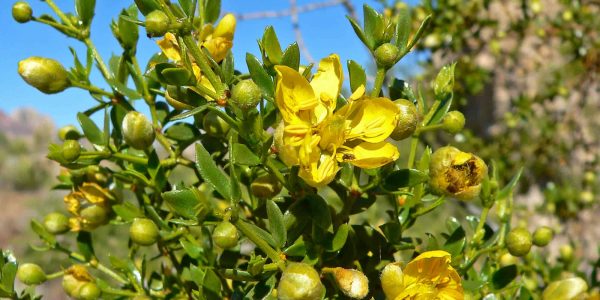 Creosote Bush / Creosote – Desert Horizon Nursery