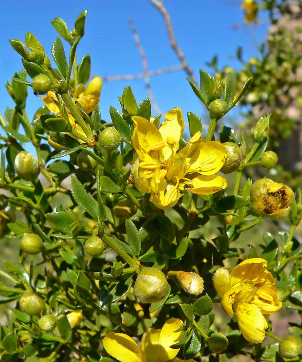 Creosote-Bush-larrea-tridentata-desert-horizon-nurser-1-desert-horizon-nursery.jpg