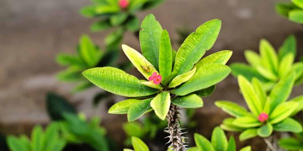 Crown of Thorns – Desert Horizon Nursery